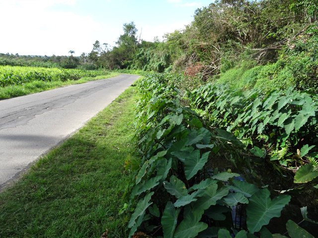 Les taros et papyrus ont envahi les accotements bordés de rigoles