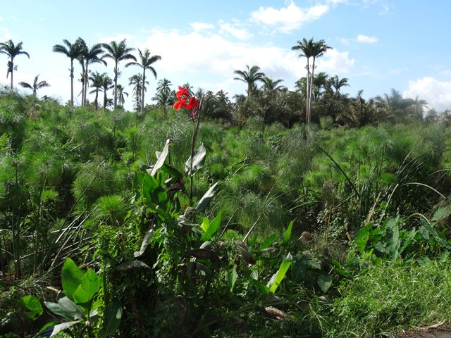 Les cocotiers au milieu des marécages recouverts de papyrus