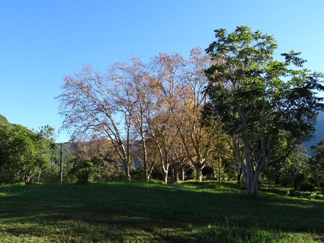 On contourne les platanes qui ont donné le nom au lieu