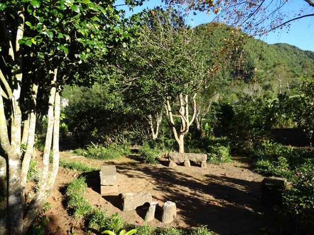 Une aire de repos sous de grands camélias de toutes les couleurs