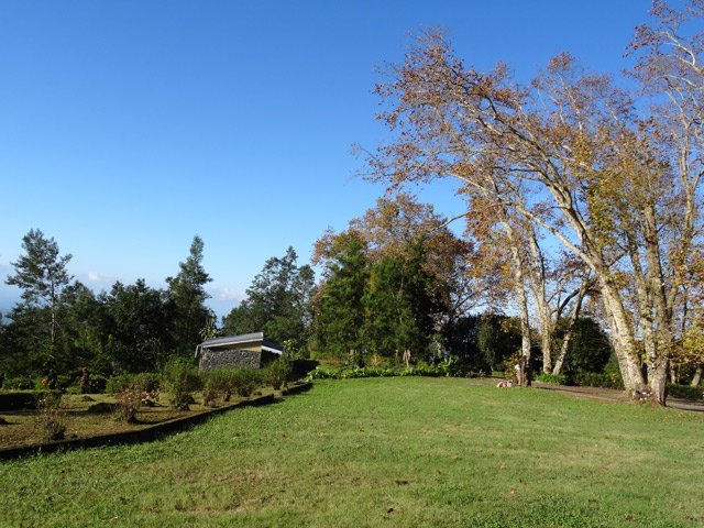 Les platanes proches de la case en pierre