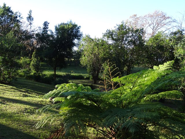 Quelques fougères poussent en bordure de rempart