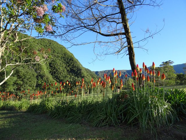Nouvelles touffes de lanternes ou tisons de Satan