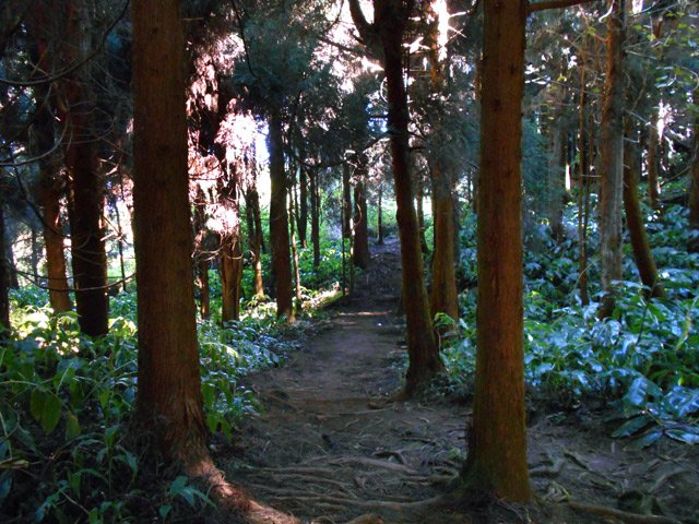 Certaines portions sous les cryptomerias sont très sombres
