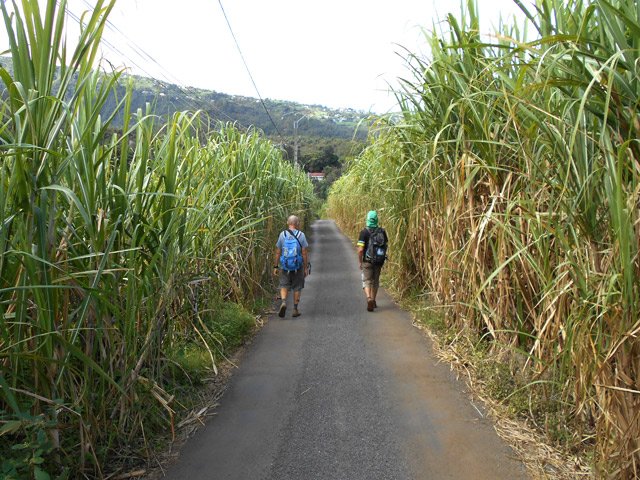 Agréable petite route dans les cannes vers le Gol les Hauts