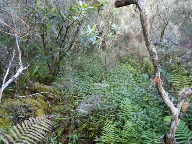 Le sentier reste visible malgré les jouvences