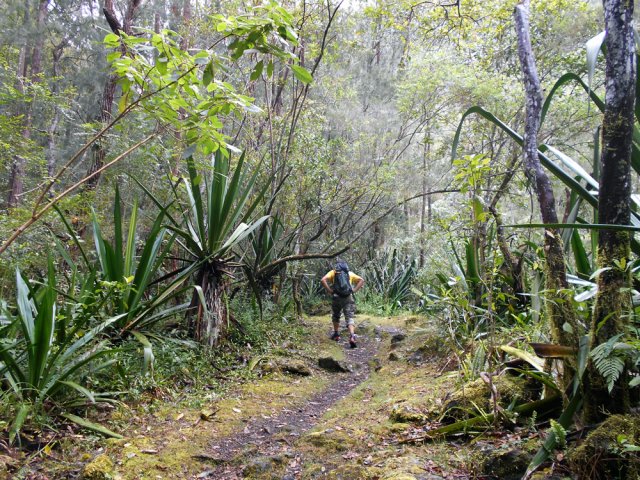 Le même sentier bordé de chocas et eucalyptus