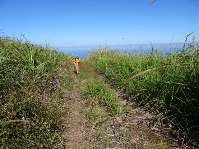 Une piste dans les cannes pour éviter un lacet de la route
