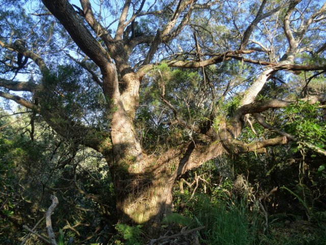 Magnifique spécimen baigné du soleil matinal