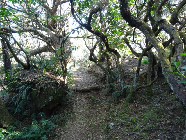 Quelques bois de couleurs ont résisté aux vignes marronnes