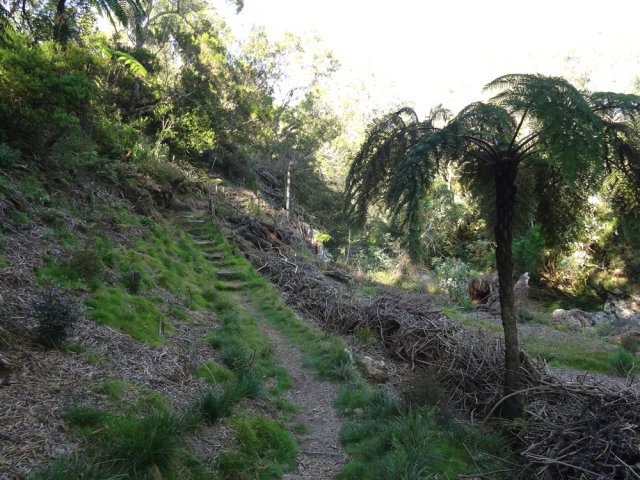 Traversée d'une clairière