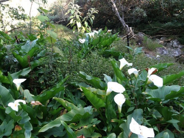 Le bord de la ravine est couvert d'arums