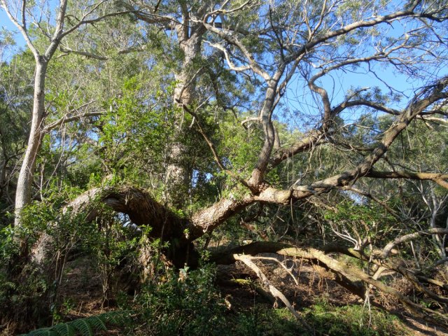 Comme toujours, les tamarins des Hauts couchés continuent à vivre