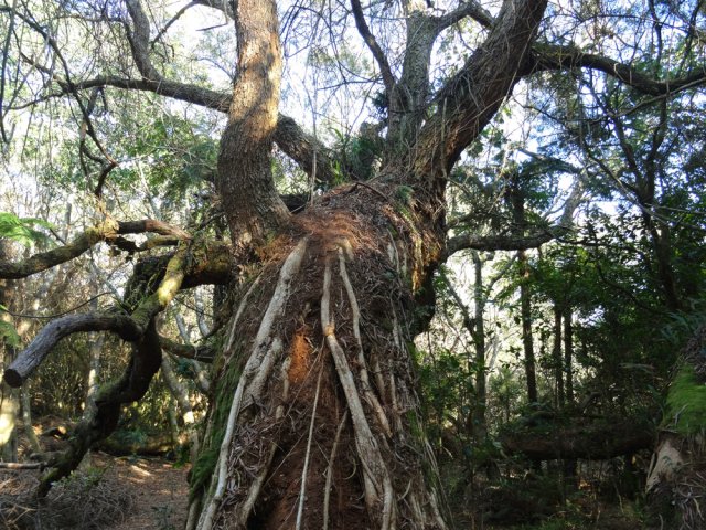 Ce mastodonte, facile d'accès, est déjà bien piétiné