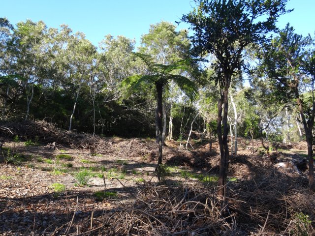 Une idée des restes de vignes qui pourriront doucement