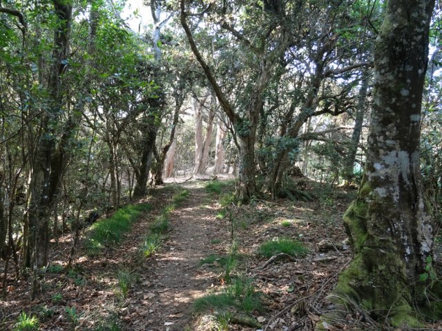 Beau sentier dans un sous-bois très plat