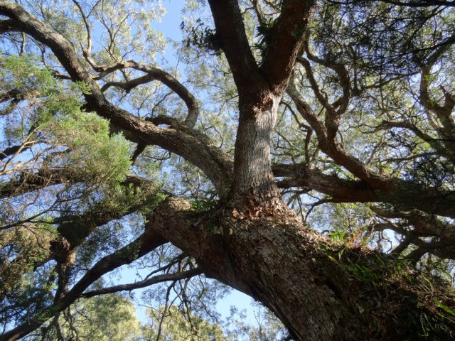 Encore un ancêtre respectable