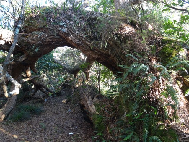Petit détour vers l'arche naturelle du dernier tamarin