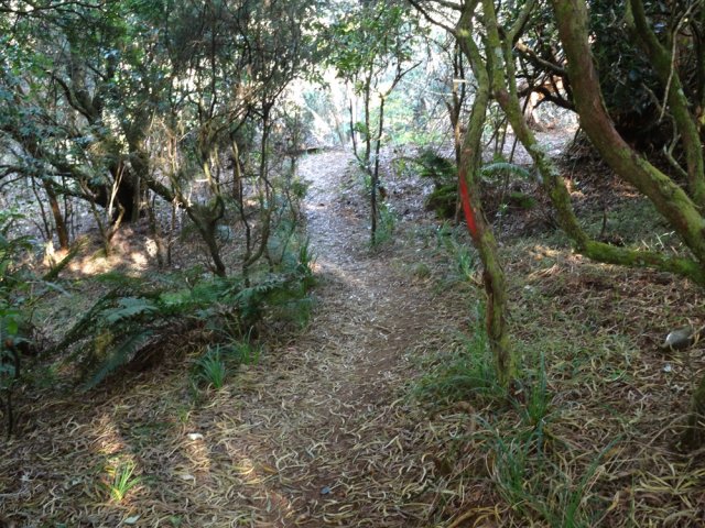 Le début du sentier en sous-bois