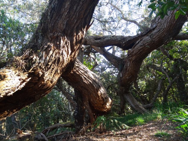 Les premiers tamarins rencontrés poussent dans tous les sens