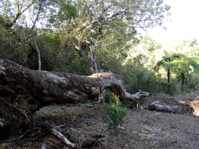 Celui-ci, bien mort, est livré aux xylophages