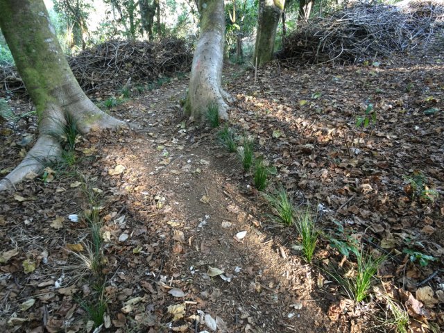 Dans quelques mois, le sentier sera bordé de verdure