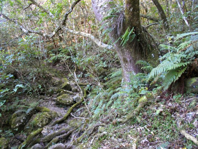 Un grand tan rouge près d'une petite ravine à sec