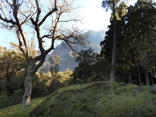 Passage sous le chêne du Bloc, départ vers le Piton des Neiges