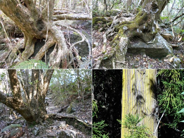 Respectueuses racines tout au long du sentier