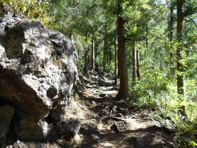 Le GR sous les cryptomerias en direction de la Roche Merveilleuse