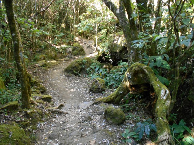 Une courte portion du sentier de découverte, rocheux et moussu