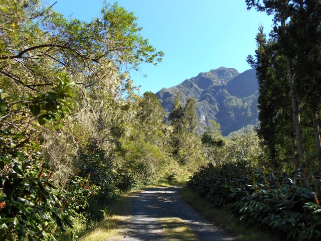 La piste forestière de la Roche Merveilleuse bordée de longoses