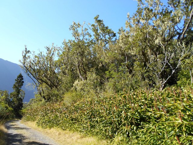 Bois de couleurs et barbe de Jupiter tout au long de la piste