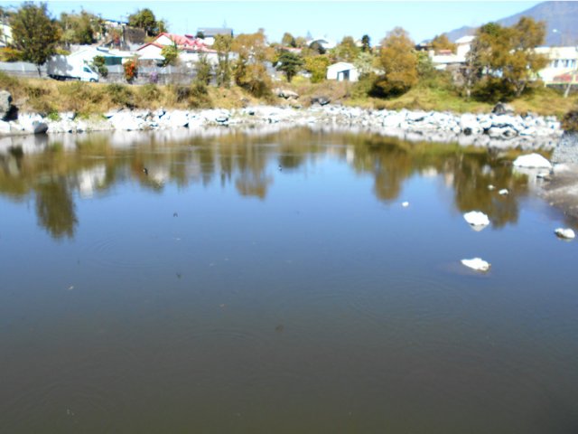 Une des deux mares presque à sec ou commencent à souffrir des centaines de poissons