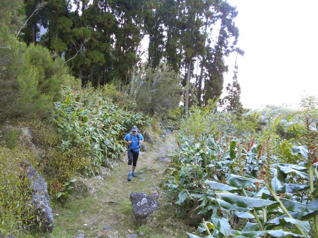 Les longoses bordent le sentier des Sources