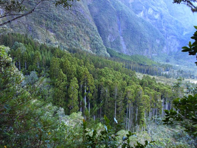 Point de vue sur la forêt de cryptomerias déjà traversée