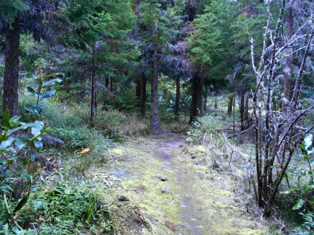 Le sentier sous les cryptomerias en se rapprochant de la route