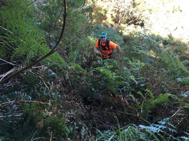 Plus haut, une seule trace de passage et beaucoup de fougères