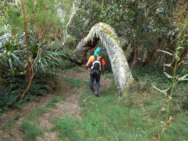 Très agréable descente entre les lacets de la RF sous les tamarins
