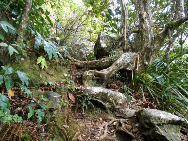 Marches naturelles crées par les racines de bois maigres