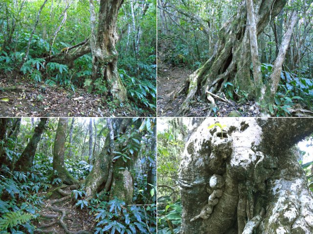 On rencontre tout le long de magnifiques bois rouges ou bois maigres
