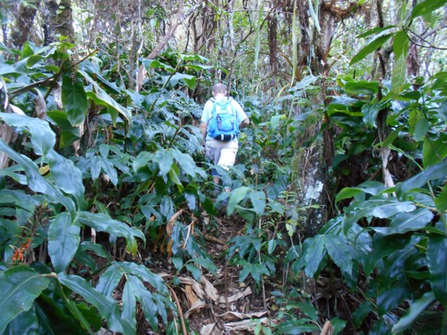 Les longoses recouvrent l'ensemble de la zone