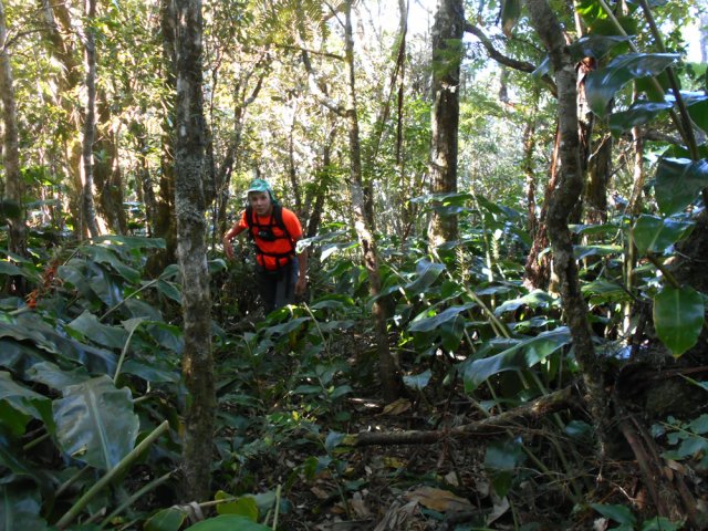La pente est encore correcte dans les bois de couleurs