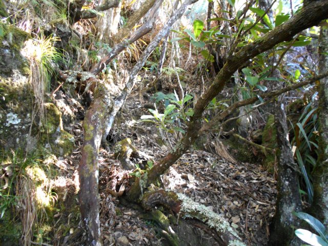 On rencontre plus haut quelques roches qui affleurent