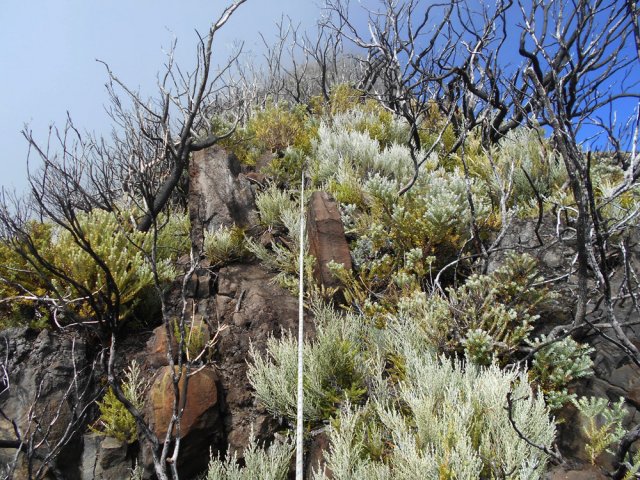 L'incendie a fait rage mais la vie reprend ses droits