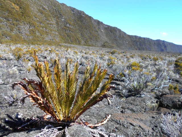 Menacées par les coulées, impossible de dire combien de temps pourront vivre ces plantes
