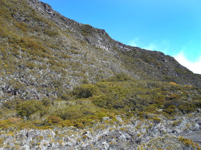 Un très ancien éboulis et son beau bois de tamarins