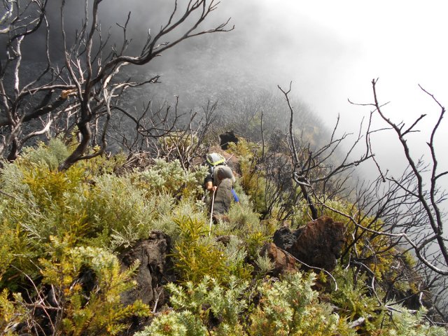 Pente toujours aussi forte dans la végétation qui reprend vie