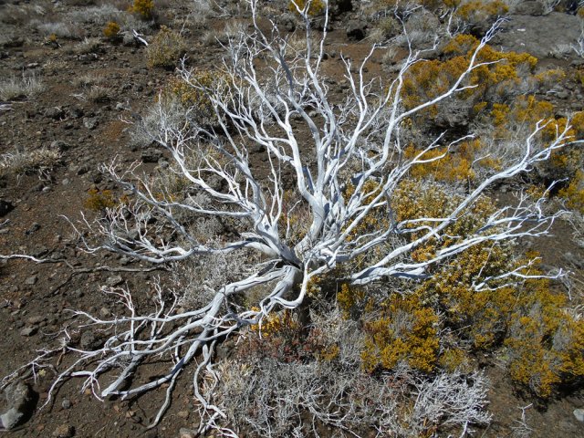 Cadavre de branle vert blanchi par le soleil