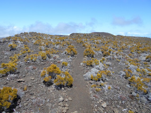 Plus on approche du Piton Rouge, plus le sentier est marqué